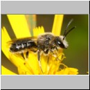 Lasioglossum leucozonium - Furchenbiene m03.jpg
